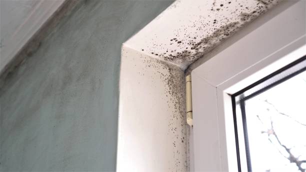 Best Professional Mold Removal  in Fort Thompson, SD