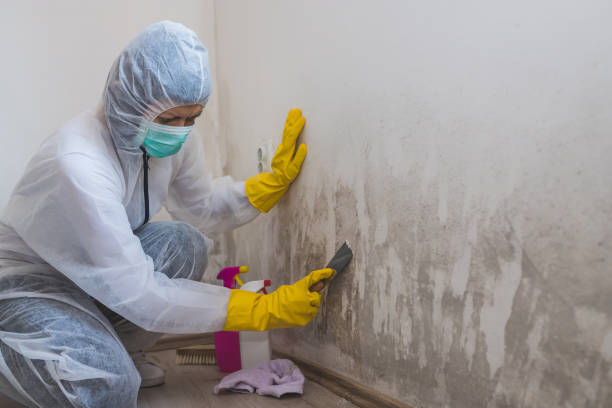 Best Toxic Mold Removal  in Fort Thompson, SD