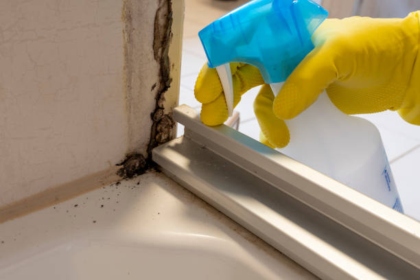 Best Professional Mold Removal  in Fort Thompson, SD