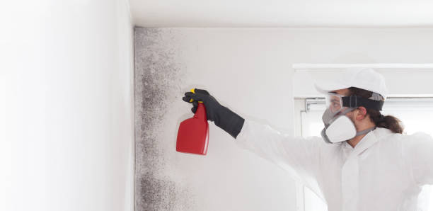 Best Local Mold Removal Service  in Fort Thompson, SD