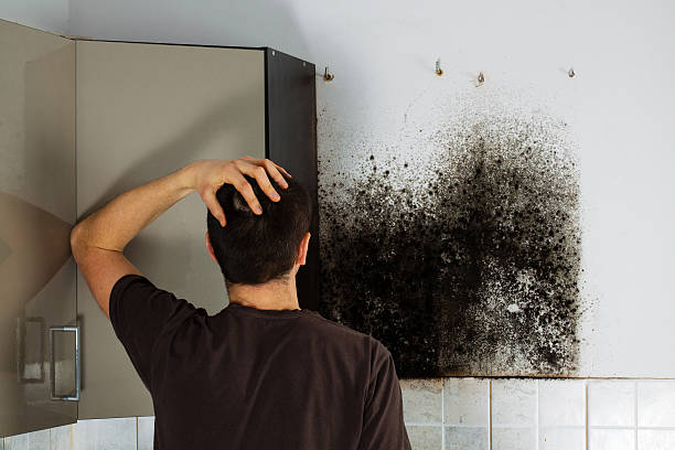 Best Mold Removal Near Me  in Fort Thompson, SD